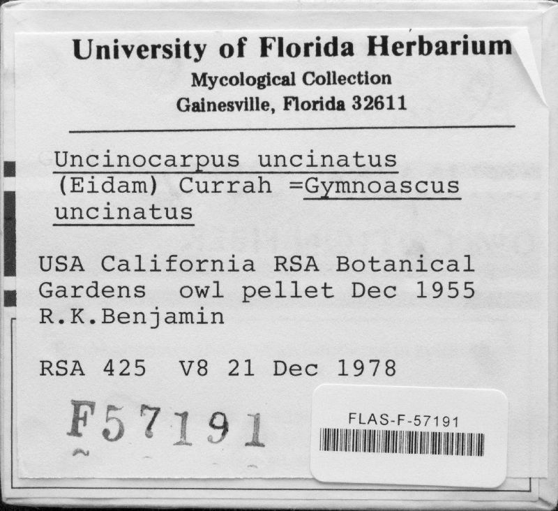 Gymnoascus uncinatus image