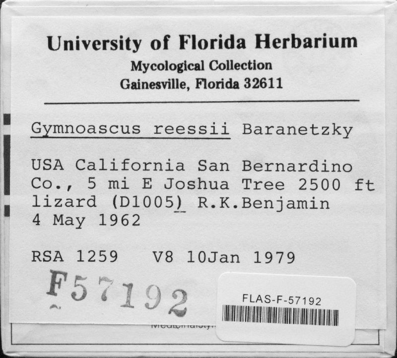 Gymnoascus reessii image