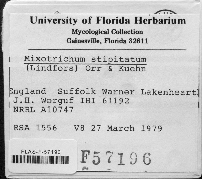 Myxotrichum stipitatum image