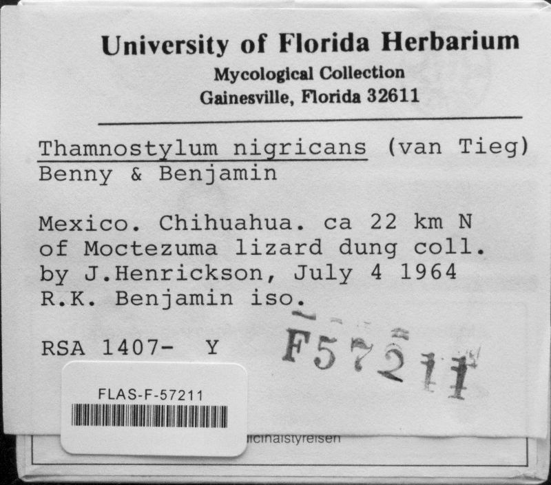 Thamnostylum image