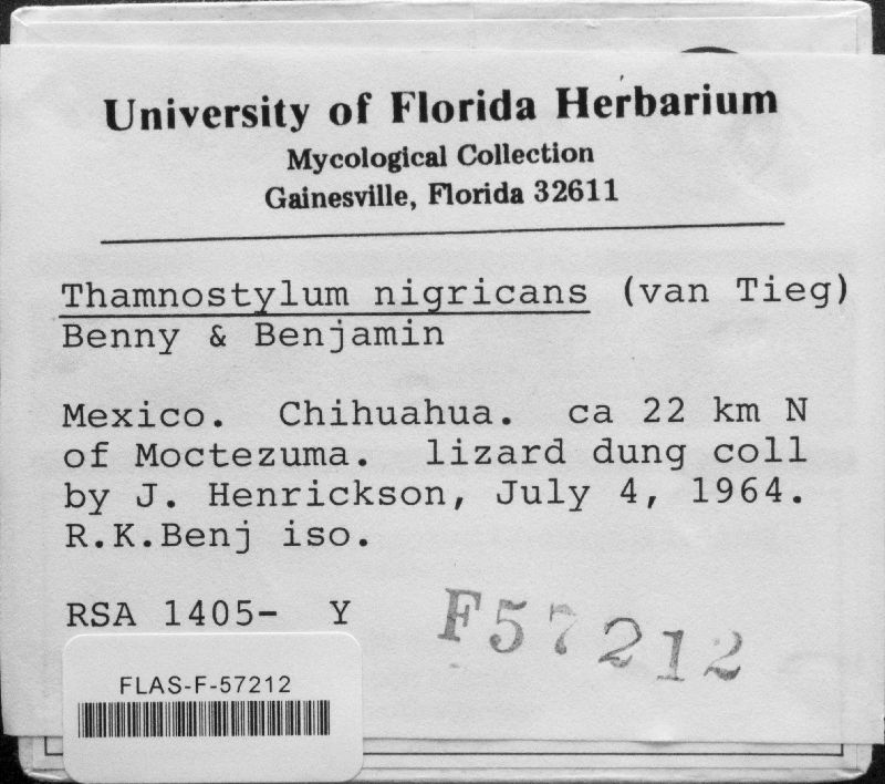 Thamnostylum image