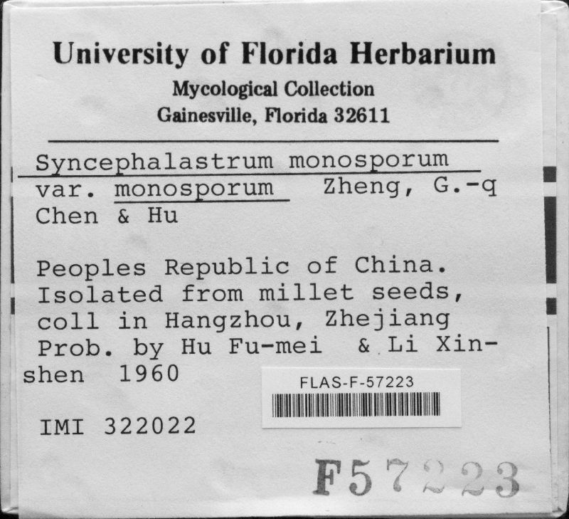 Syncephalastrum monosporum image