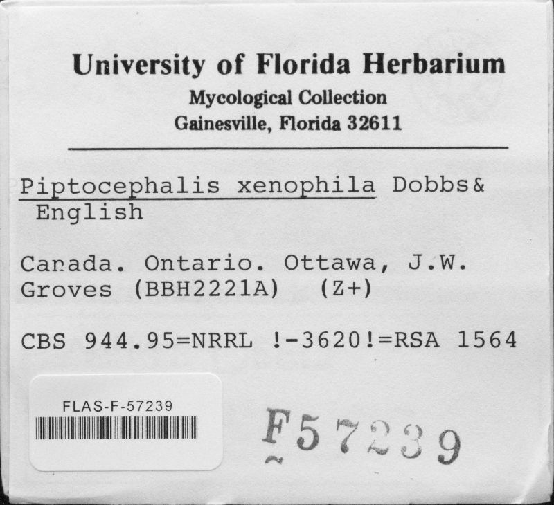 Piptocephalis xenophila image