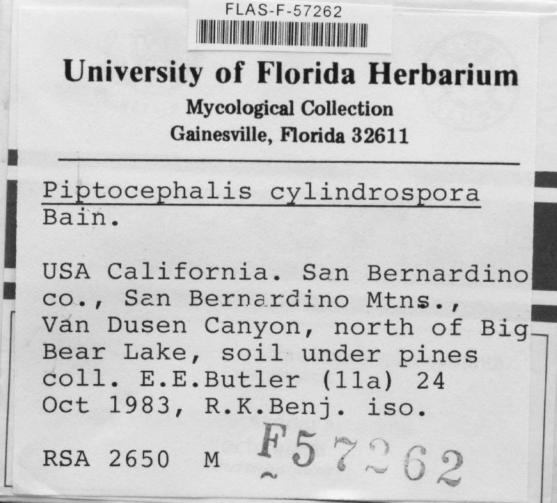 Piptocephalis cylindrospora image