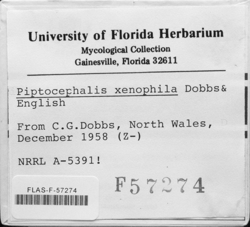 Piptocephalis xenophila image