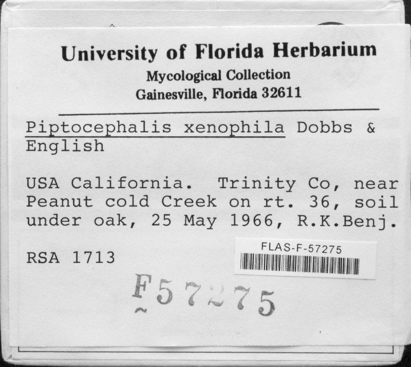 Piptocephalis xenophila image