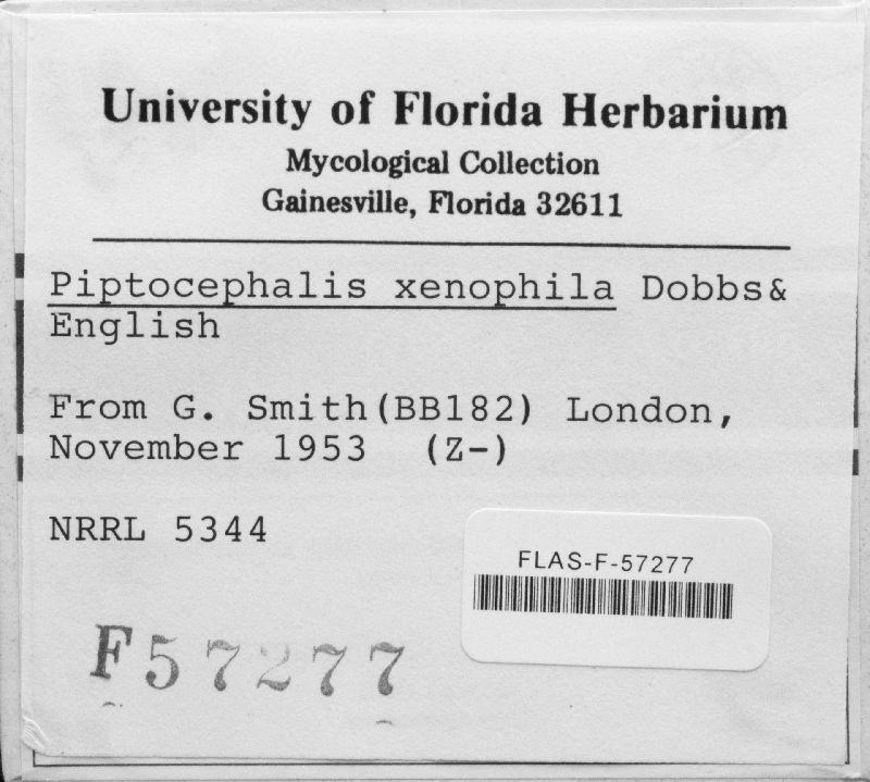 Piptocephalis xenophila image