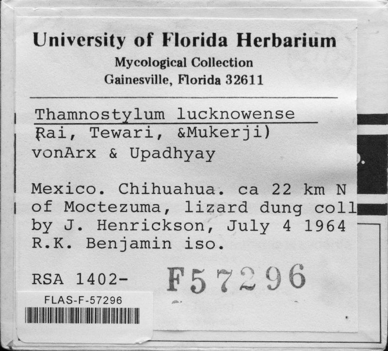 Thamnostylum lucknowense image