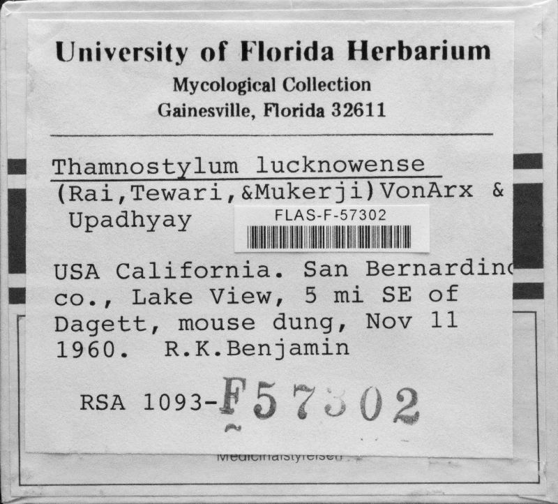 Thamnostylum lucknowense image