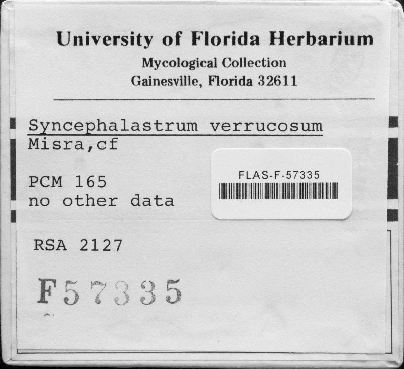 Syncephalastrum verruculosum image