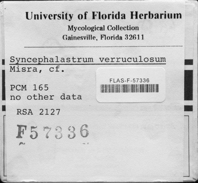 Syncephalastrum verruculosum image