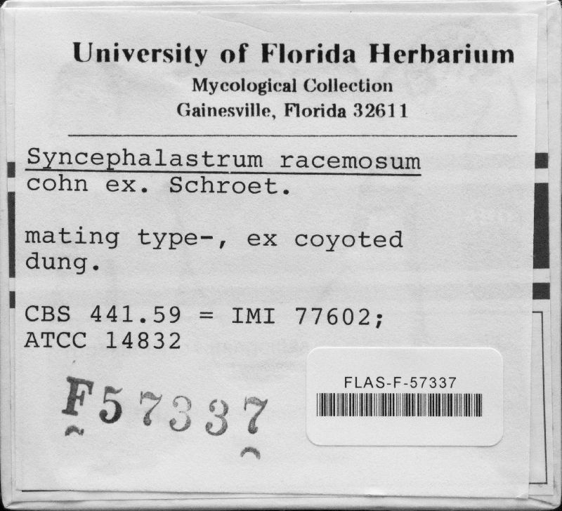 Syncephalastrum racemosum image