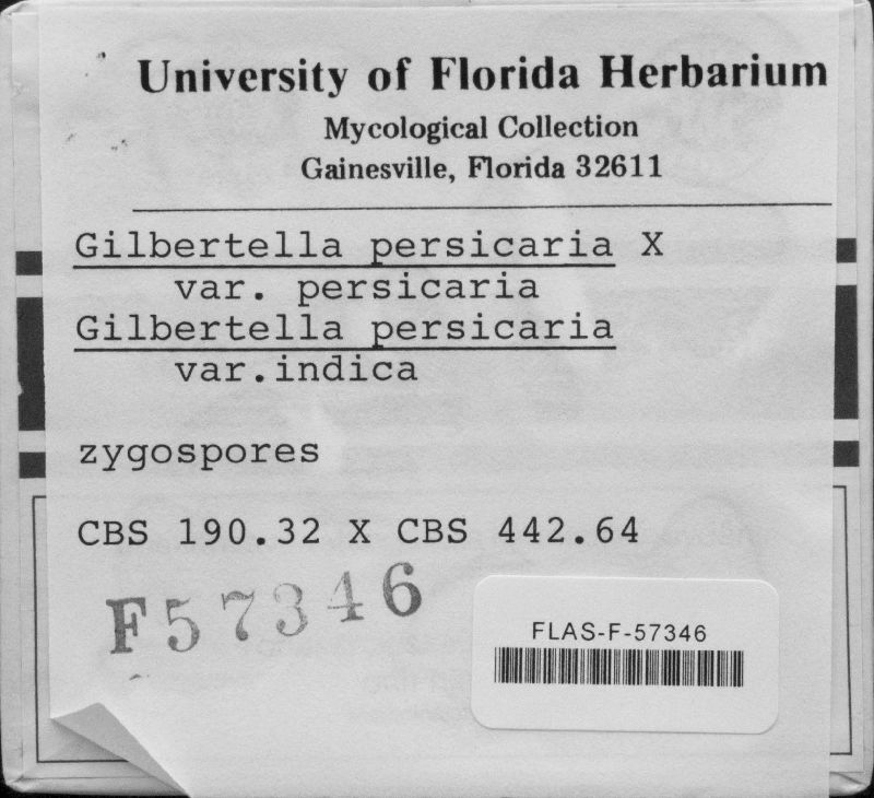 Gilbertella persicaria image