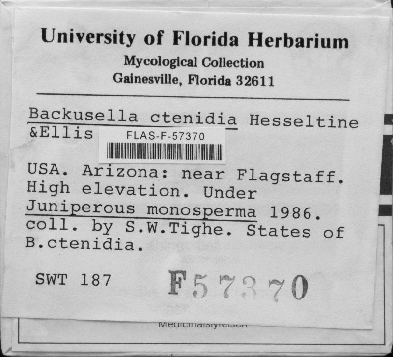 Backusella ctenidia image