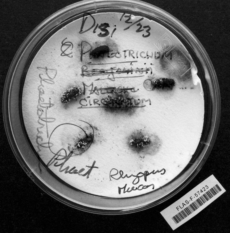 Phaeotrichum circinatum image