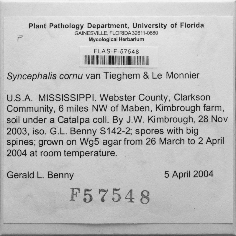Syncephalis image