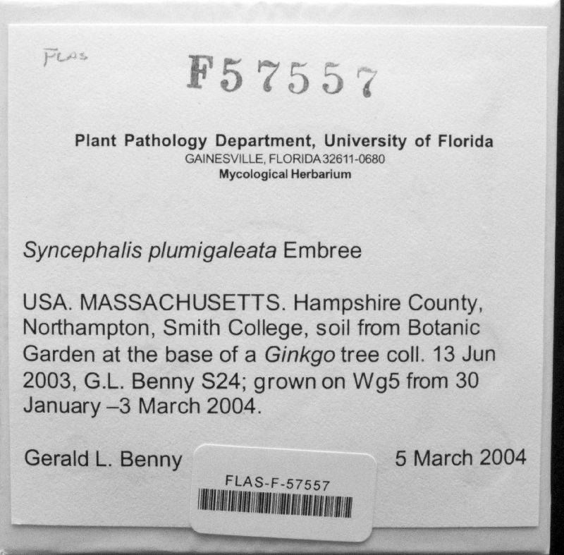 Syncephalis image