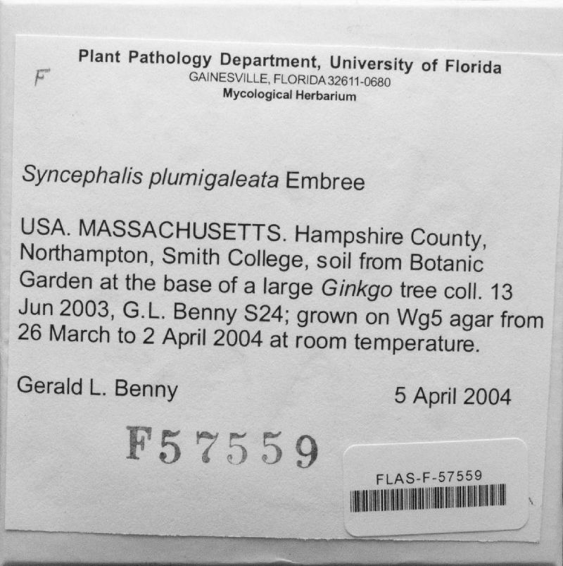 Syncephalis plumigaleata image