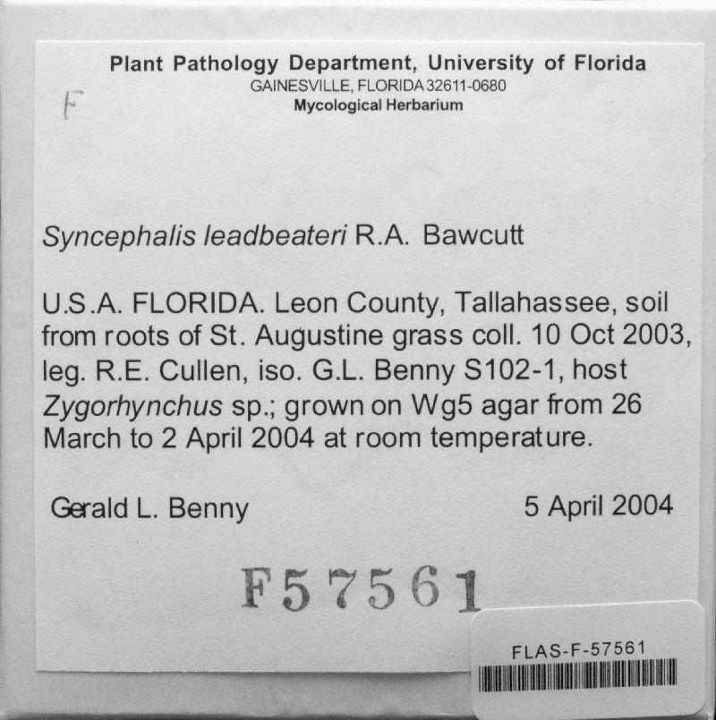 Syncephalis leadbeateri image