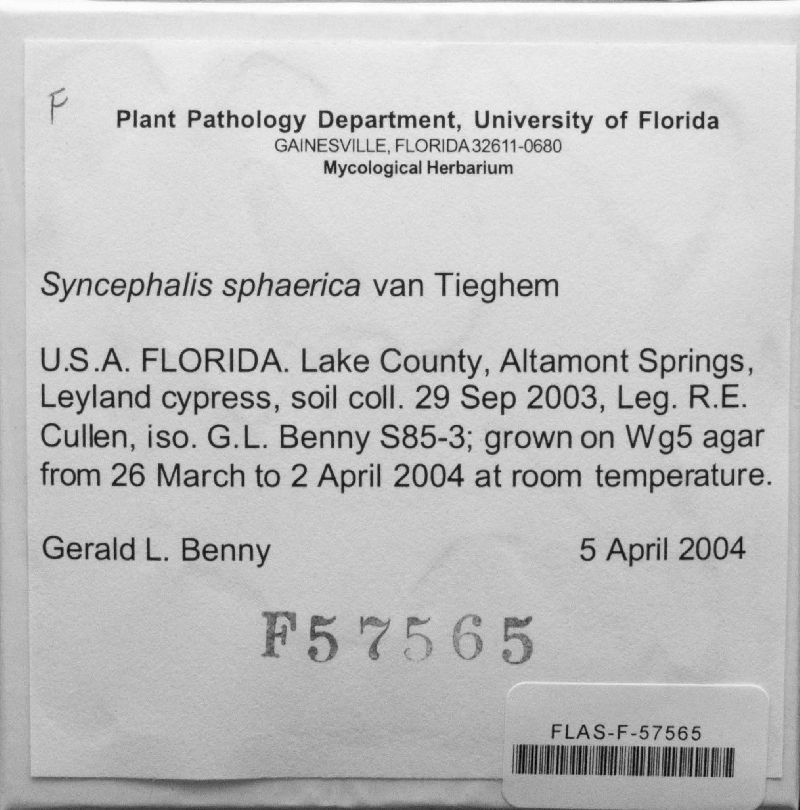 Syncephalis sphaerica image