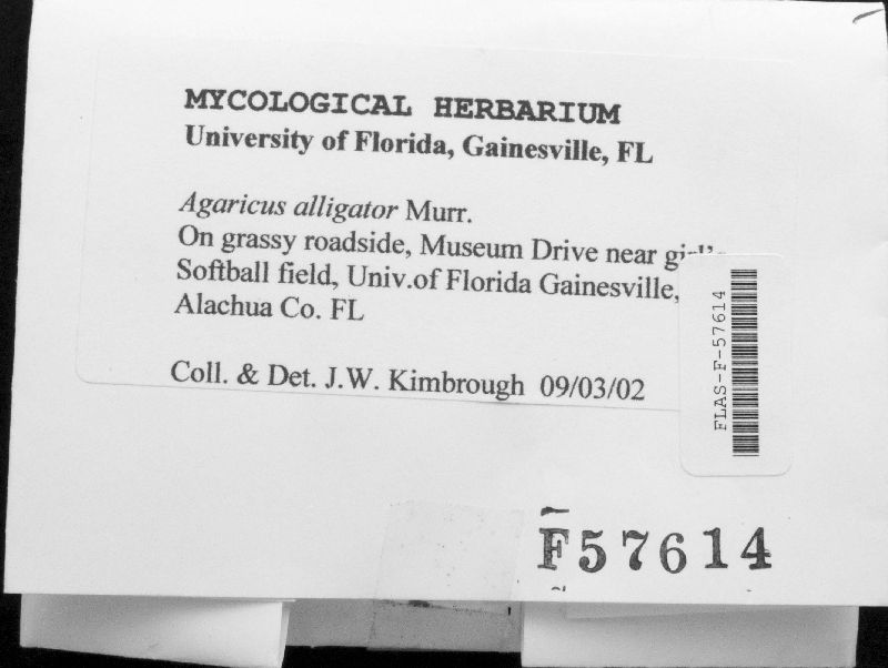 Agaricus alligator image