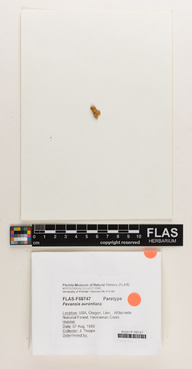Fevansia aurantiaca image