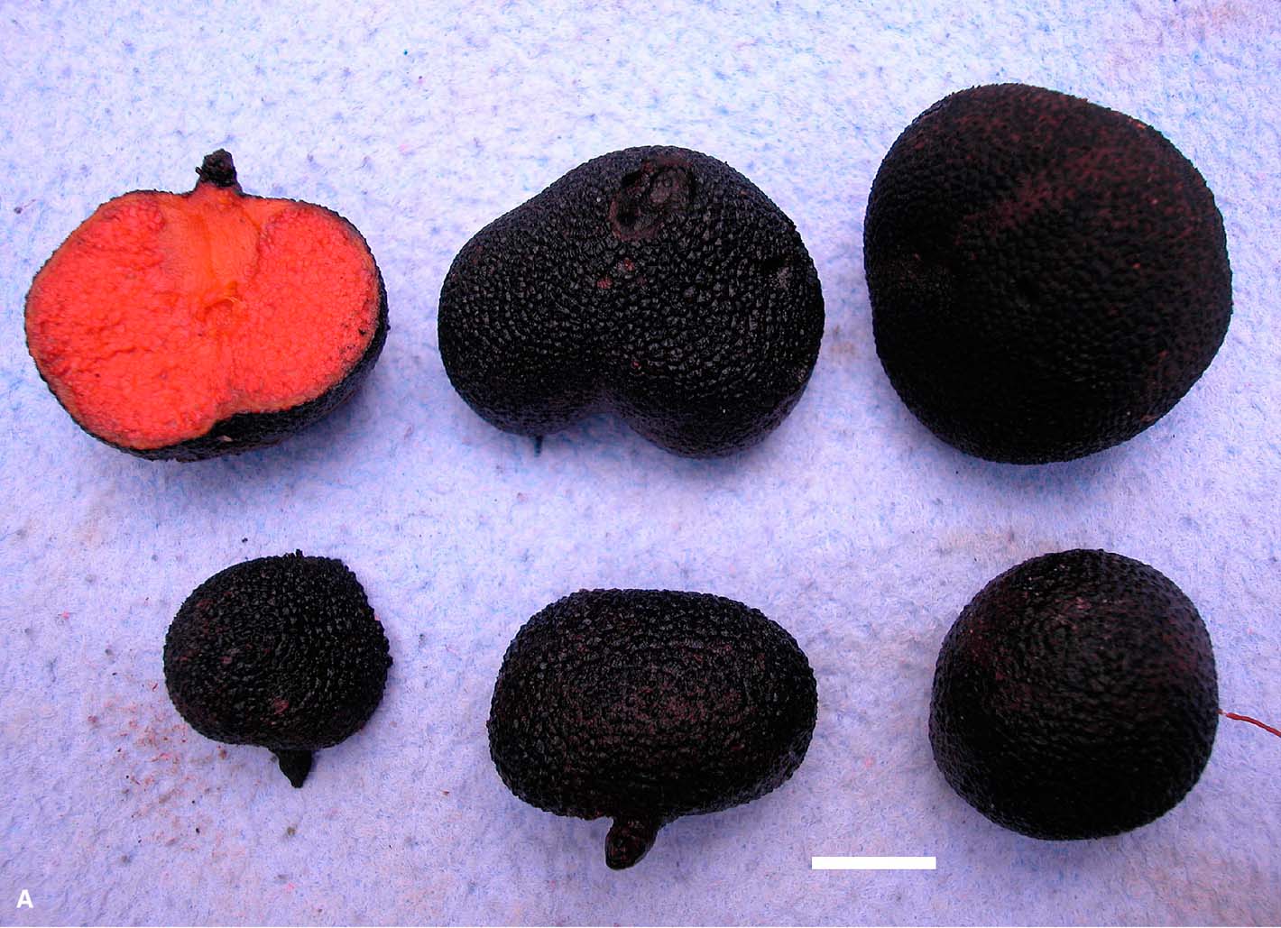 Guyanagaster necrorhiza image