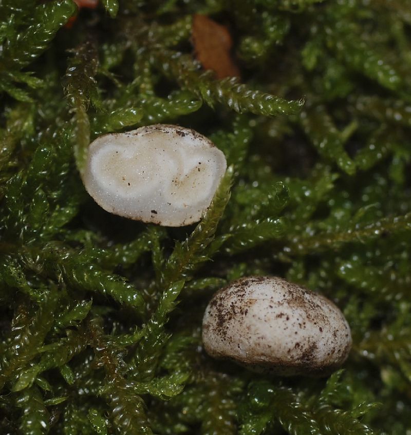 Paurocotylis patagonica image