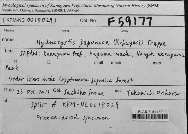 Hydnocystis japonica image