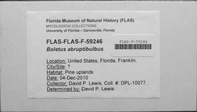 Boletus abruptibulbus image