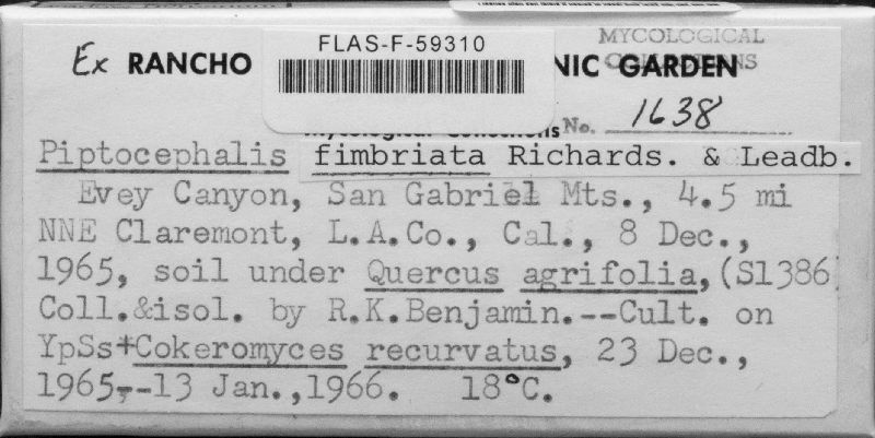 Piptocephalis fimbriata image
