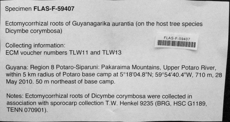 Guyanagarika aurantia image