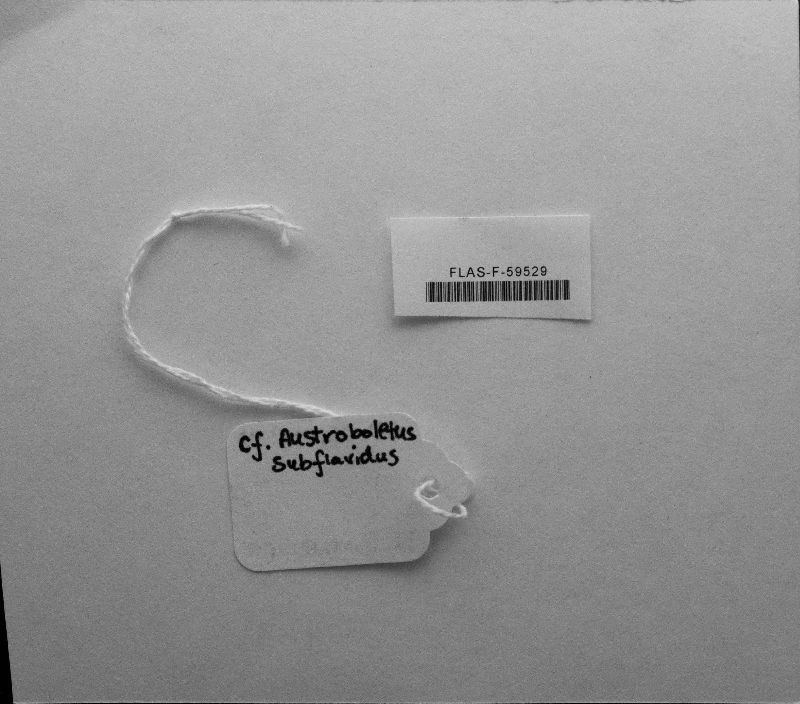 Austroboletus subflavidus image