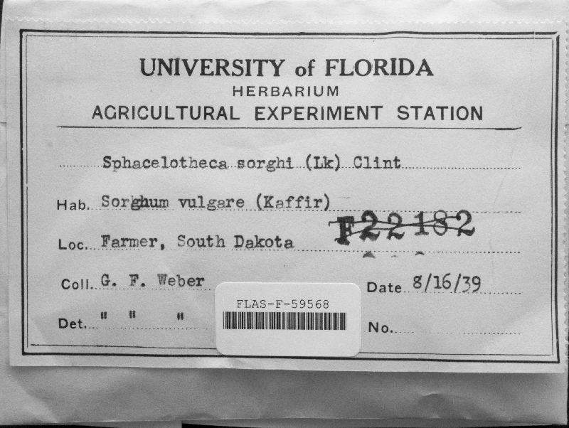 Sporisorium sorghi image