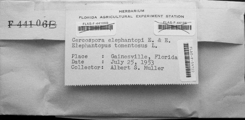 Cercospora elephantopi image