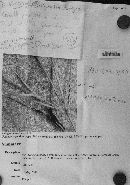 Ustilago cynodontis image
