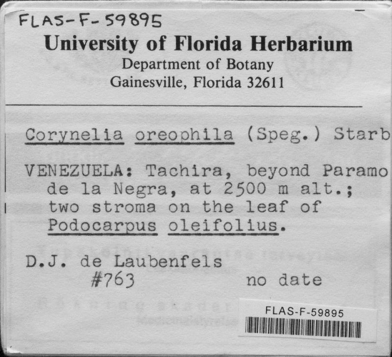 Corynelia oreophila image