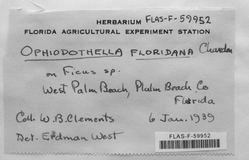 Ophiodothella floridana image