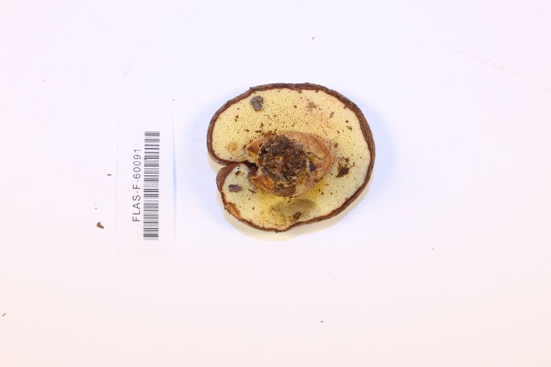Imleria floridana image
