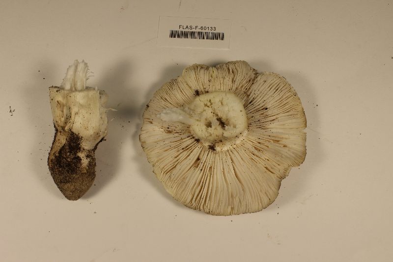 Tricholoma floridanum image