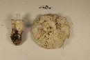 Tricholoma floridanum image