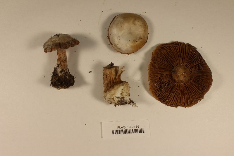 Cortinarius urbicus image