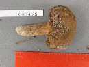 Tylopilus rhodoconius image