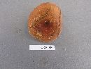Lactarius volemus image