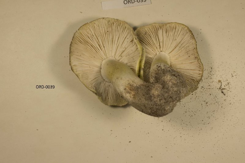 Tricholoma floridanum image