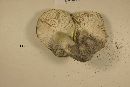 Tricholoma floridanum image