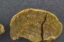 Phellinus gilvus image