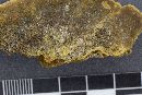 Phellinus gilvus image