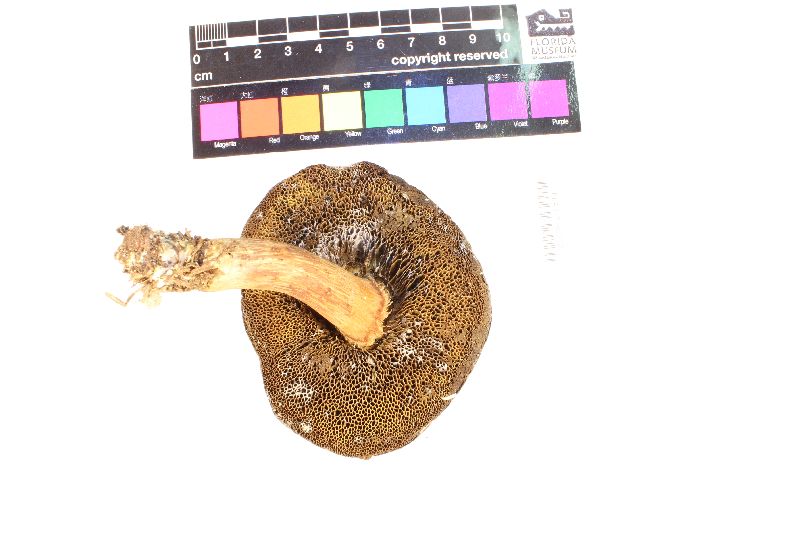 Imleria floridana image