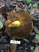 Buchwaldoboletus hemichrysus image